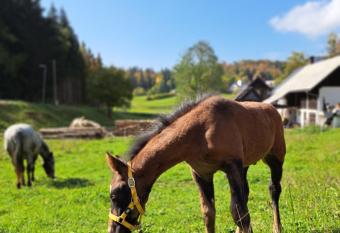 Tourist Farm Pr  Maret   has rooms with a private hot tub