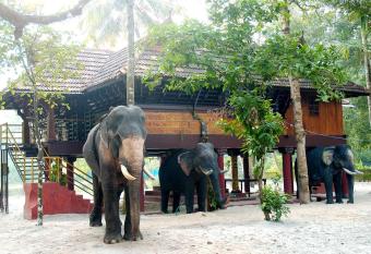 Elephant Courtyard- A Heritage Homestay has Balcony rooms
