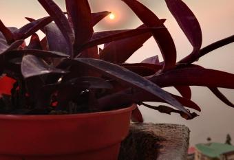 Hill Grove Homestay has Smoking/Balcony rooms