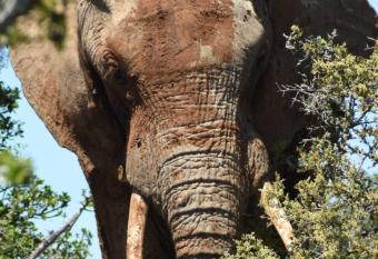 Orange Elephant Backpackers allows 18 year olds to book a room