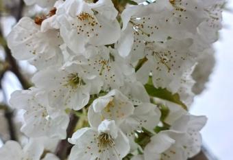 Vikendica has Balcony rooms