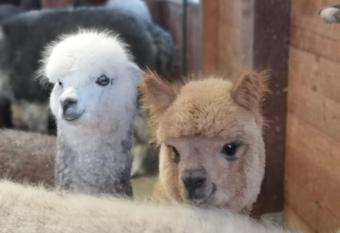 B&B Canossalpaca has Balcony rooms