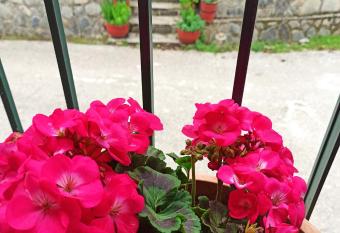              Apartment has Balcony rooms