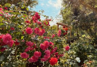 GARDEN VIEW near FRANKFURT ------ STAY LIKE AT HOME ------ allows 18 year olds to book a room