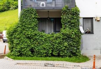 Casa Iedera has Balcony rooms