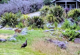 Golden Eagle Vacation Rentals - Honeymoon Suite - Cottage #2 allows 18 year olds to book a room