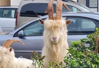 Cariad Bach allows 18 year olds to book a room