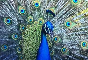 Tha pavilion hide away has Balcony rooms