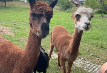 Ferienwohnungen Trusetal allows 18 year olds to book a room