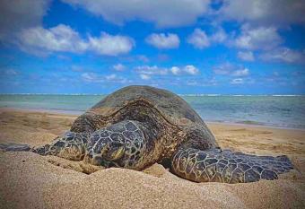 Beautiful Beachfront Turtle Swim Paradise has Balcony rooms