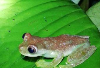 Saloya frogs has Balcony rooms
