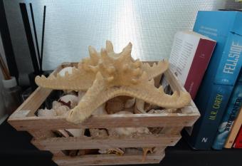 Sea Ray Studio has Balcony rooms