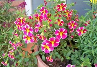 Pension Wendler has Balcony rooms