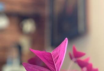 The Seaside Retreat has rooms with a private hot tub