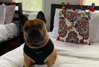 Vibing in the Heights/breweries/food/petfriendly allows 18 year olds to book a room