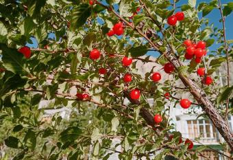 Summer and winter homestay Turtuk Youl has Balcony rooms