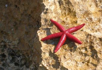 Stella Marina Albergo Diffuso - B&B has Balcony rooms