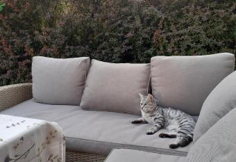 Dom w  r  d drzew i p  l. has Balcony rooms