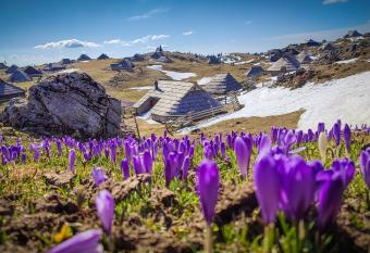 Chalet Zlatica Velika Planina has Balcony rooms