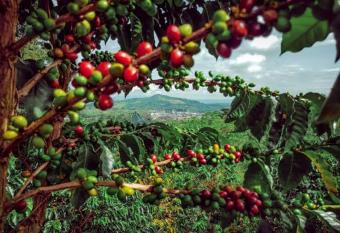 Coffee pulp has rooms with a private hot tub