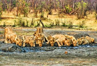 Room in Villa - Zambezi Family Lodge - Elephant Room has Balcony rooms