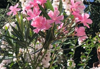 R&B MiDora has Balcony rooms