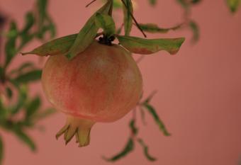               - Rodia has Balcony rooms