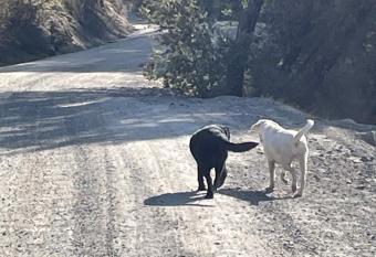 Ponderosa River Retreat has rooms with a private hot tub