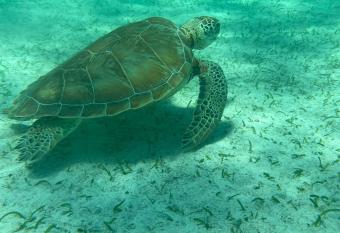 Casa Cocoloba has Balcony rooms