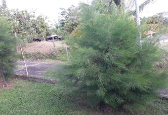GITE LE FILAO has Balcony rooms