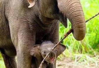 Big House Udawalawe has Balcony rooms