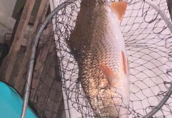 Legend oaks sportsman package has Balcony rooms