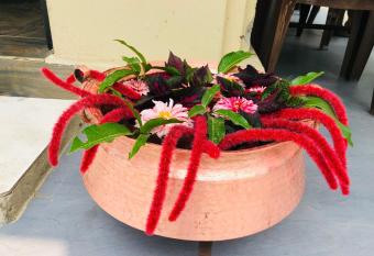 hotel silent park sauraha has Balcony rooms