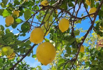 La Limonaia allows 18 year olds to book a room