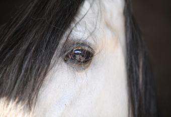 Gite Saint Georges has Balcony rooms