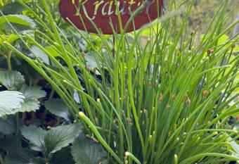 Haus Nebel has Balcony rooms