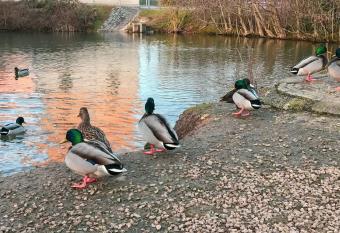 Wohlf  hl- Wohnung has Balcony rooms