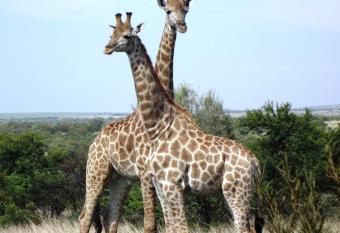 Kareekloof Game Farm has Balcony rooms