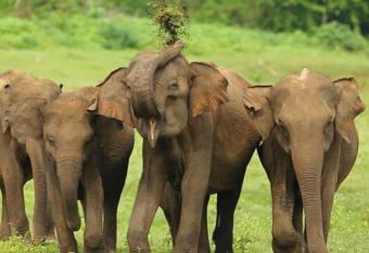 Wild Animal View Point has Balcony rooms