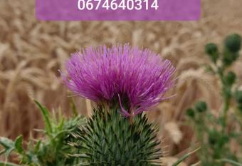 Au Chardon Bleu has Balcony rooms