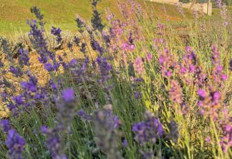 Agriturismo Al Mancino has Balcony rooms