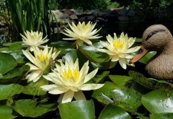 Trickling Waters Retreat has Balcony rooms