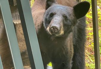Bears Among Us has rooms with a private hot tub