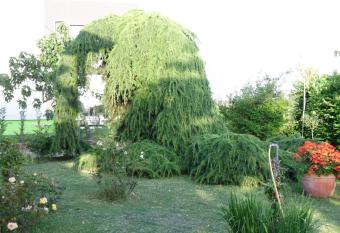 Apartments Ribi   has Balcony rooms