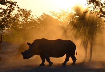 Sukulu Reserve has Balcony rooms