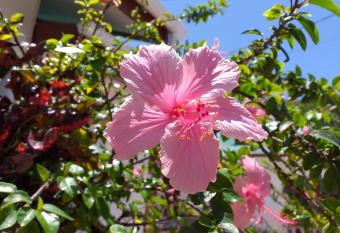 Pension Hibiscus has Balcony rooms