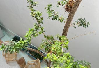 TreeHaus 38 Moulmein by SSL - Pulau Tikus Georgetown has Balcony rooms