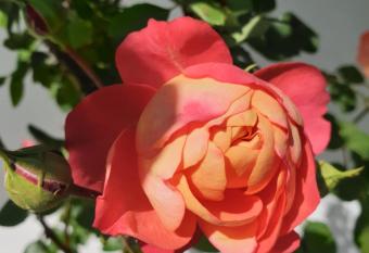 Studio dans les pins has Balcony rooms