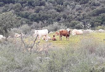 Country lodging in Manot has Balcony rooms