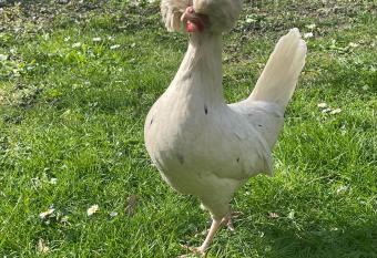 Le Paradis cach   : Chalet Shangri-La has Balcony rooms